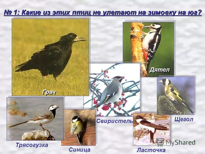 Птицы улетающие на юг зимой. Птицы улетающие на юг зимой