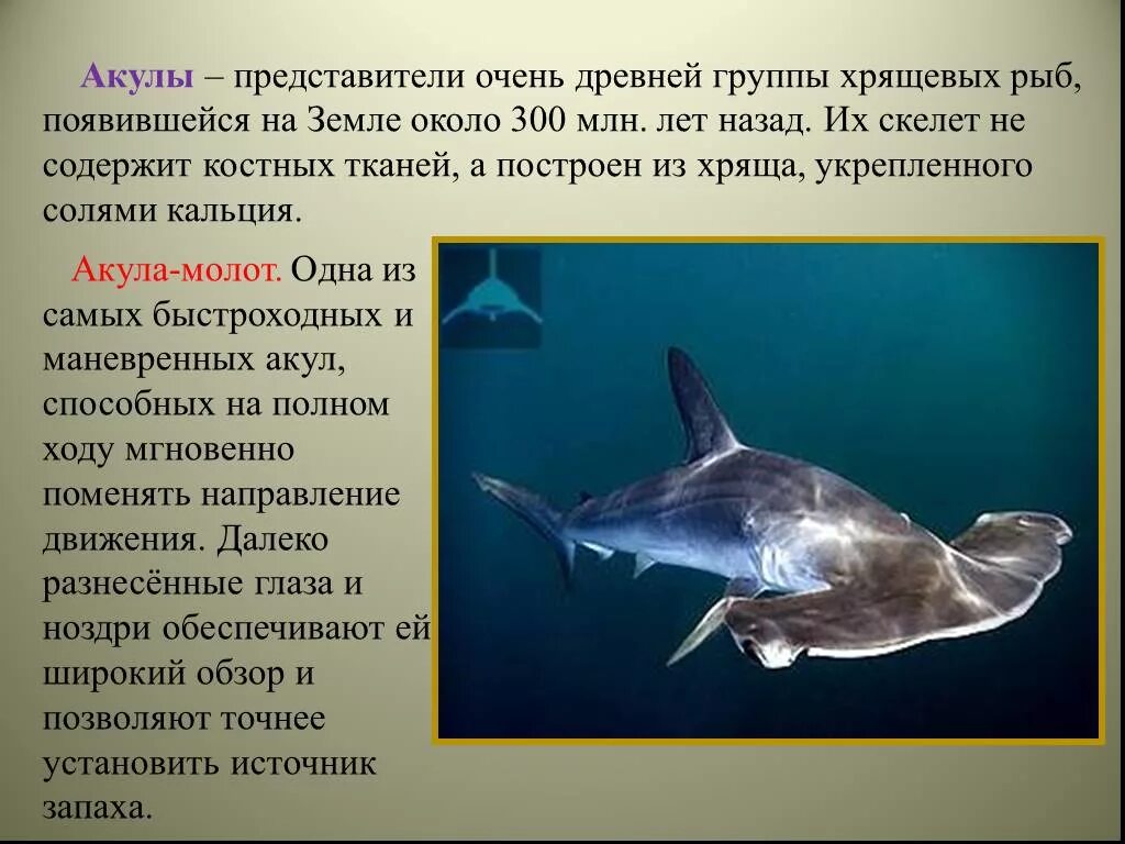 Акула какой класс животных. Класс хрящевые рыбы акулы. хрящевые акулы представители. хрящевые рыбы акулы представители. сообщение про хрящевых рыб акула.