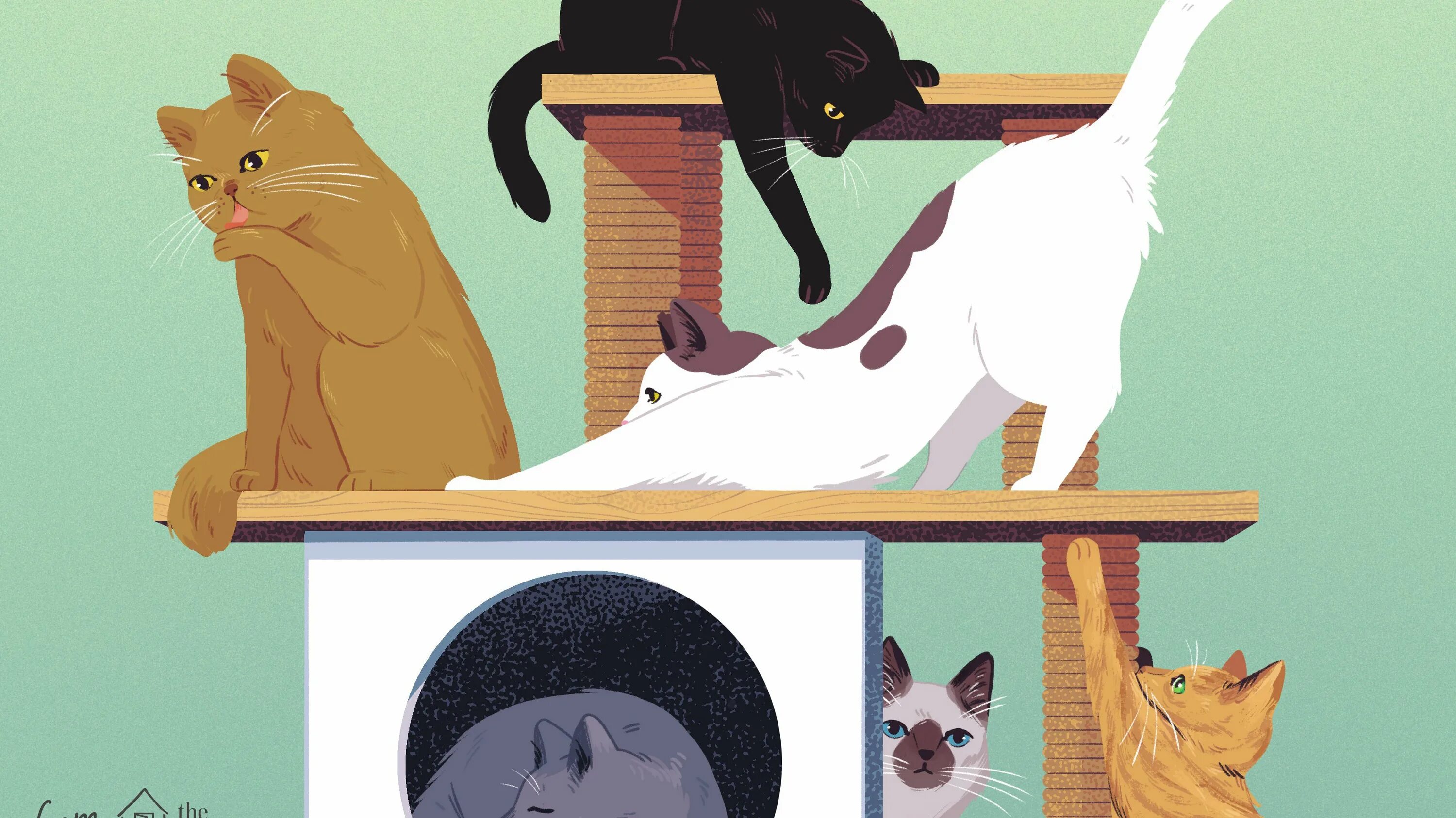 Tinycat video