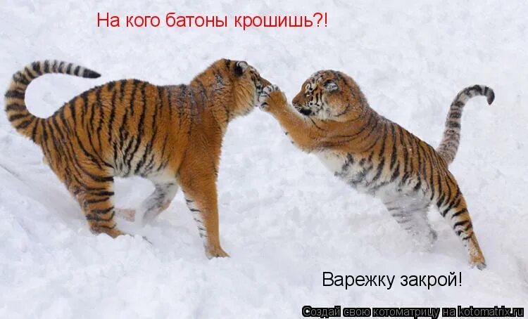 Захлопни варежку мем. Варежку закрой. Варежки закрой. Петушок дырявый. Закрой свою варежку.