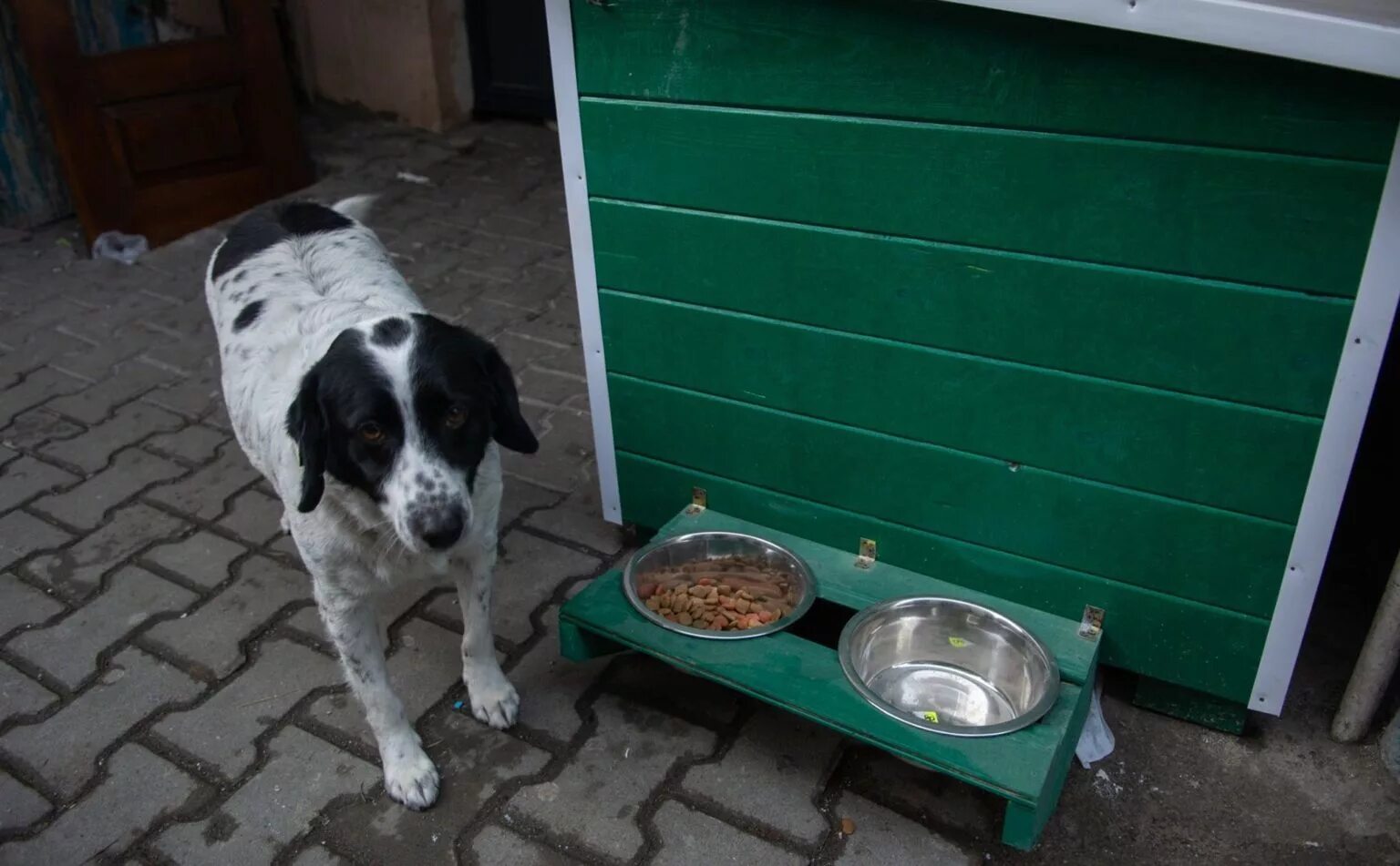 Грузинская собака. Бродячий песик. Собаки в грузии. Собаки в батуми. Собаки в батуми.