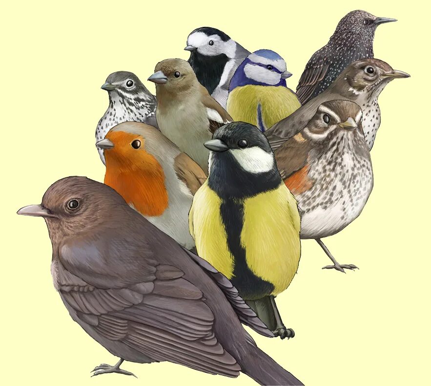 Маленькая группа птиц. Много птиц. Группа животных птицы. Много птиц на одной картинке. Группа птиц на прозрачном фоне.