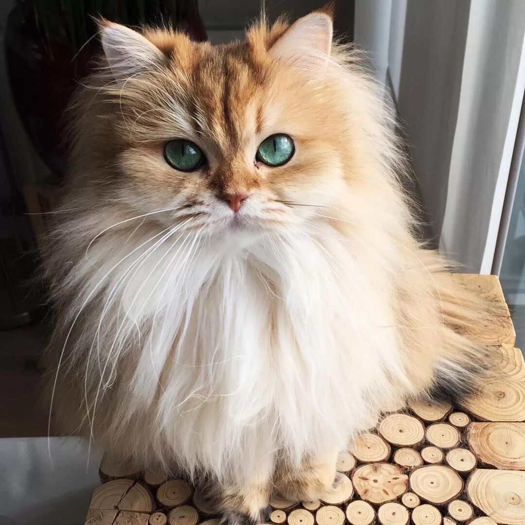 Лучший кот года