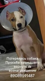 Верните собаку
