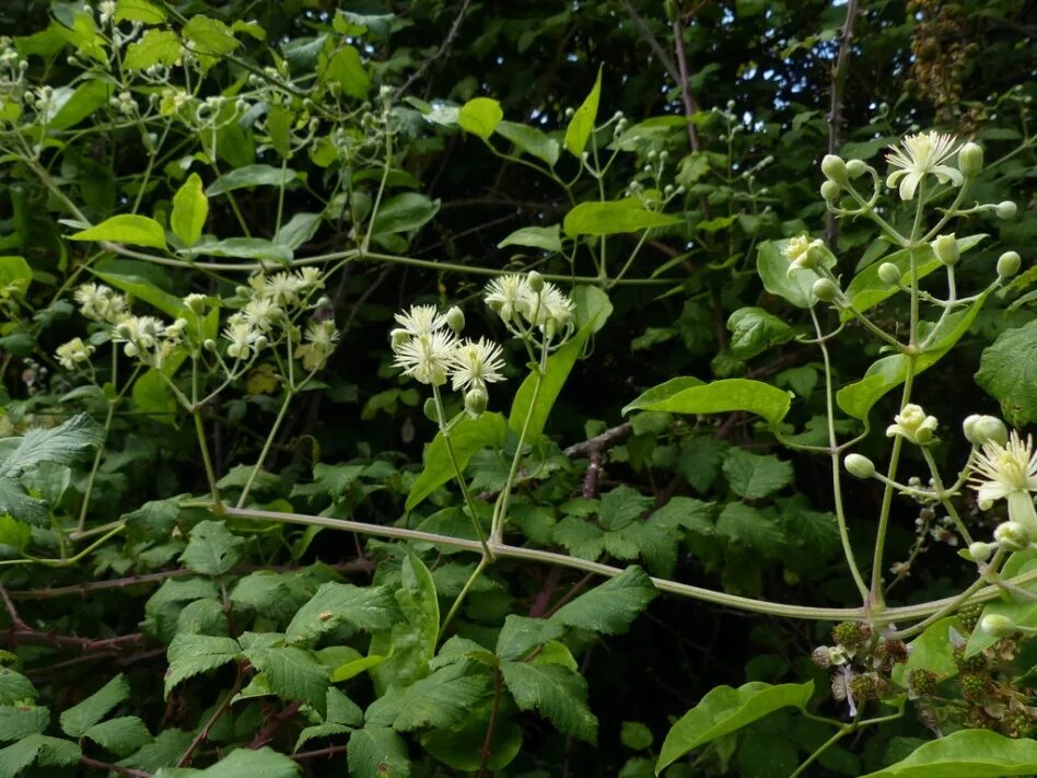 Virgin's Bower Sweet autumn clematis, Autumn clematis, Clematis