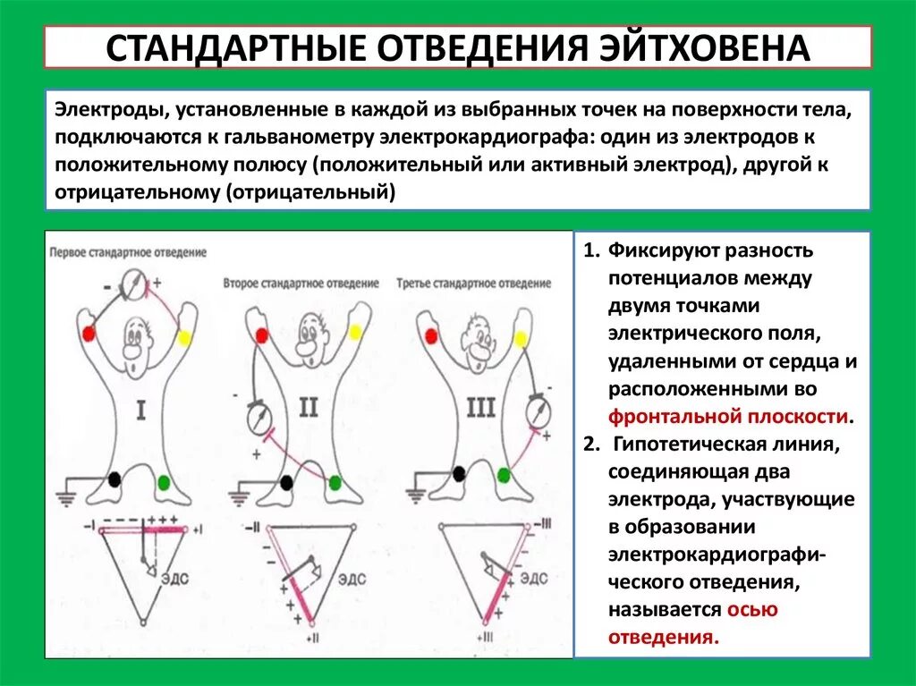 3 Стандартное отведение ЭКГ. ЭКГ во 2 стандартном отведении. Усиленные однополюсные отведения ЭКГ. 3 Усиленных отведения ЭКГ. Экг со скольки