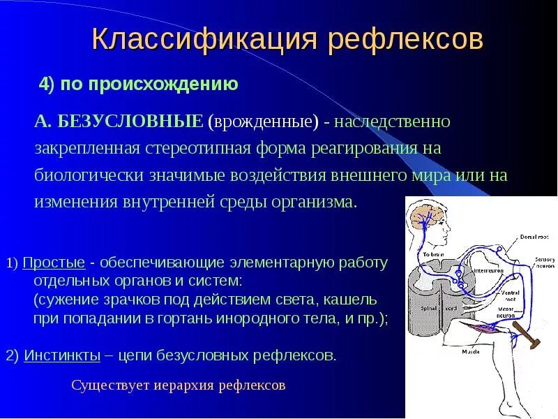 Врожденные рефлексы называют рефлексами