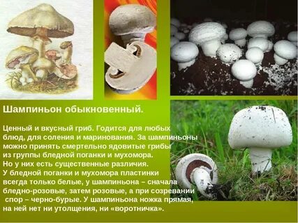 Как распознать шампиньоны