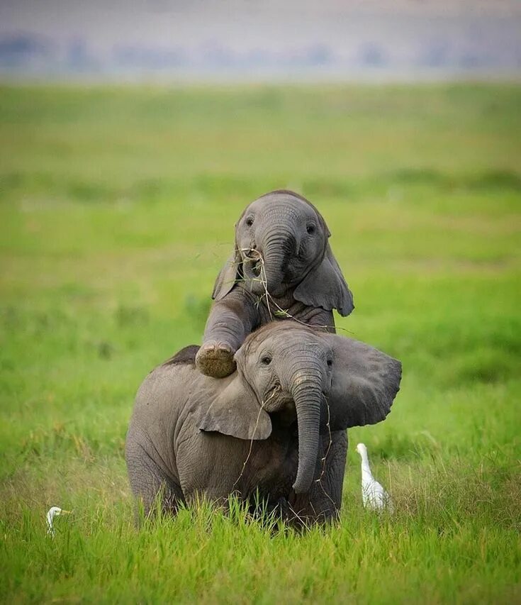 Слоненок. Маленький Слоник. Красивый слон. Слониха со слоненком. Two elephants