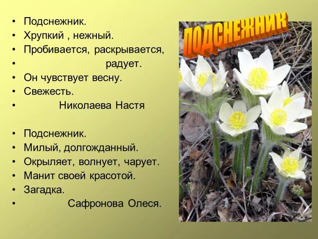 Загадка про подснежник для детей. Загадка про Подснежник. Загадки про весну про Подснежник. Весенние загадки про Подснежник.