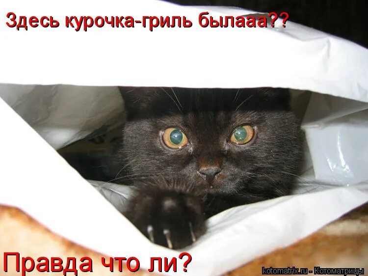 чо правда мем. спаси бог. да мем. гифы прикольные смешные с надписями. правда что ли спасибо.