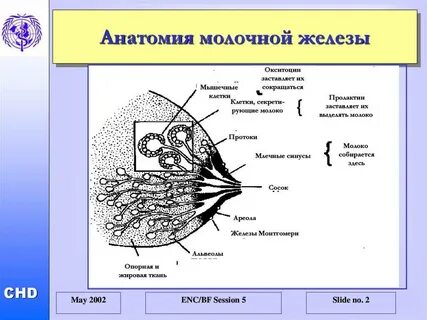 Железы на ореолах