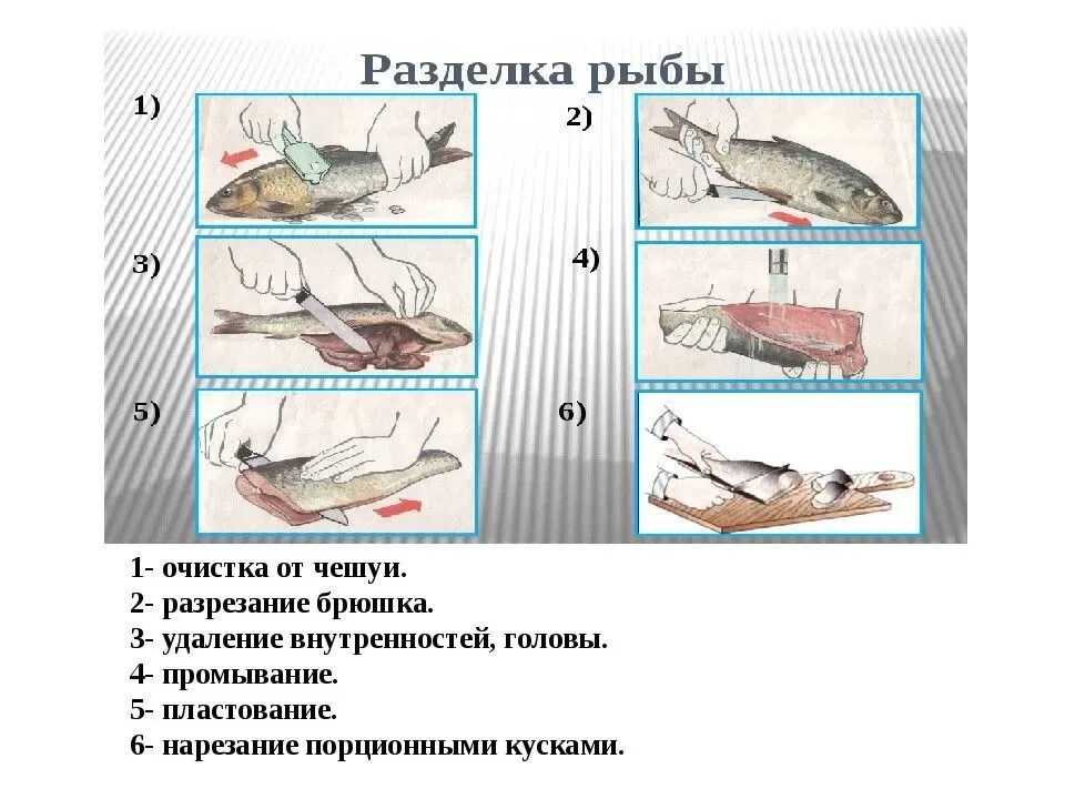 Схема разделки рыбы. Технология обработки рыбы. Технология разделки рыбы. Технология разделки рыбы. Технология разделки рыбы.