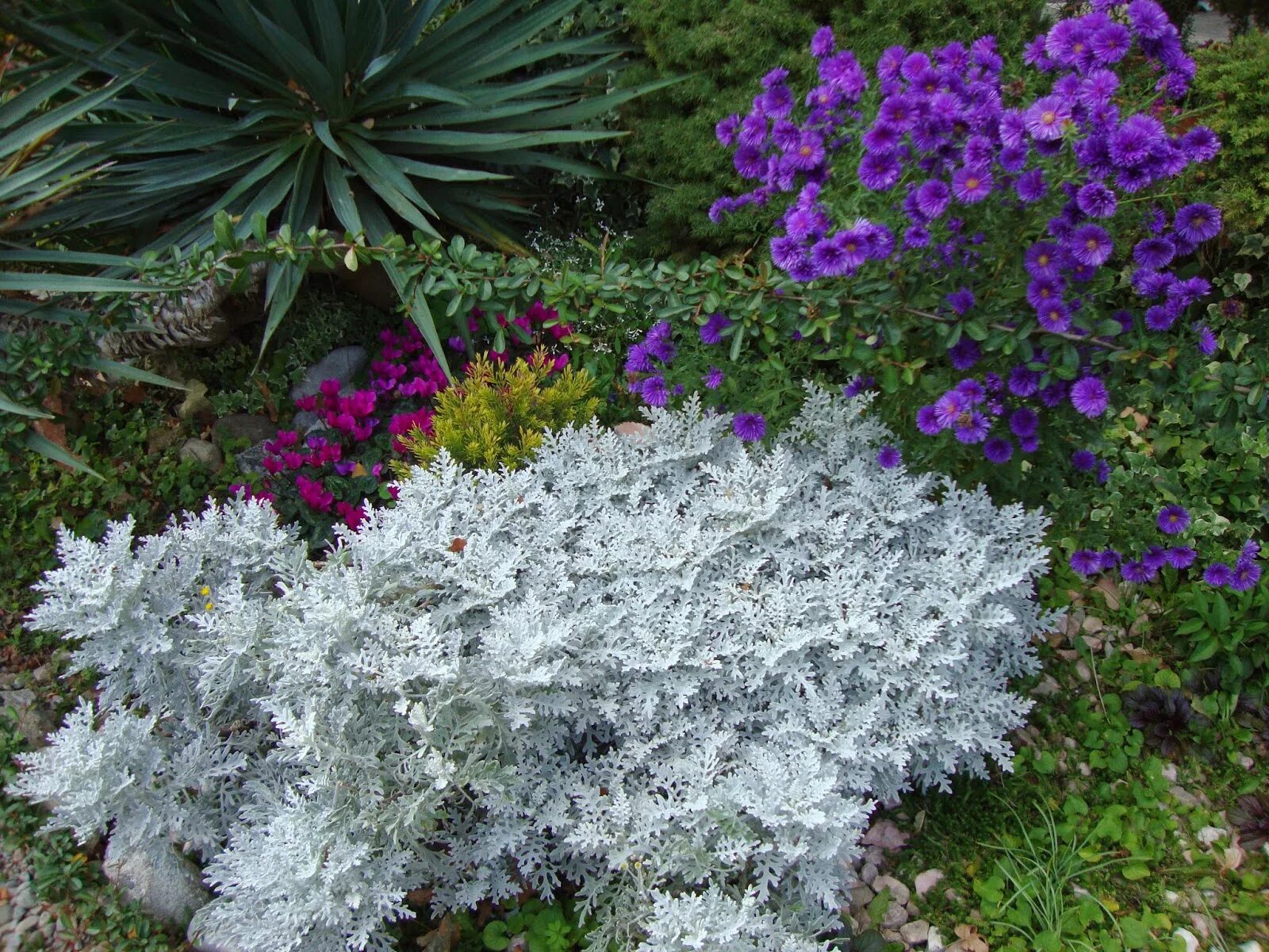 серебристые садовые цветы. цинерария сильверадо. цинерария приморская (senecio cineraria). серебристые садовые цветы. Schmidtiana).