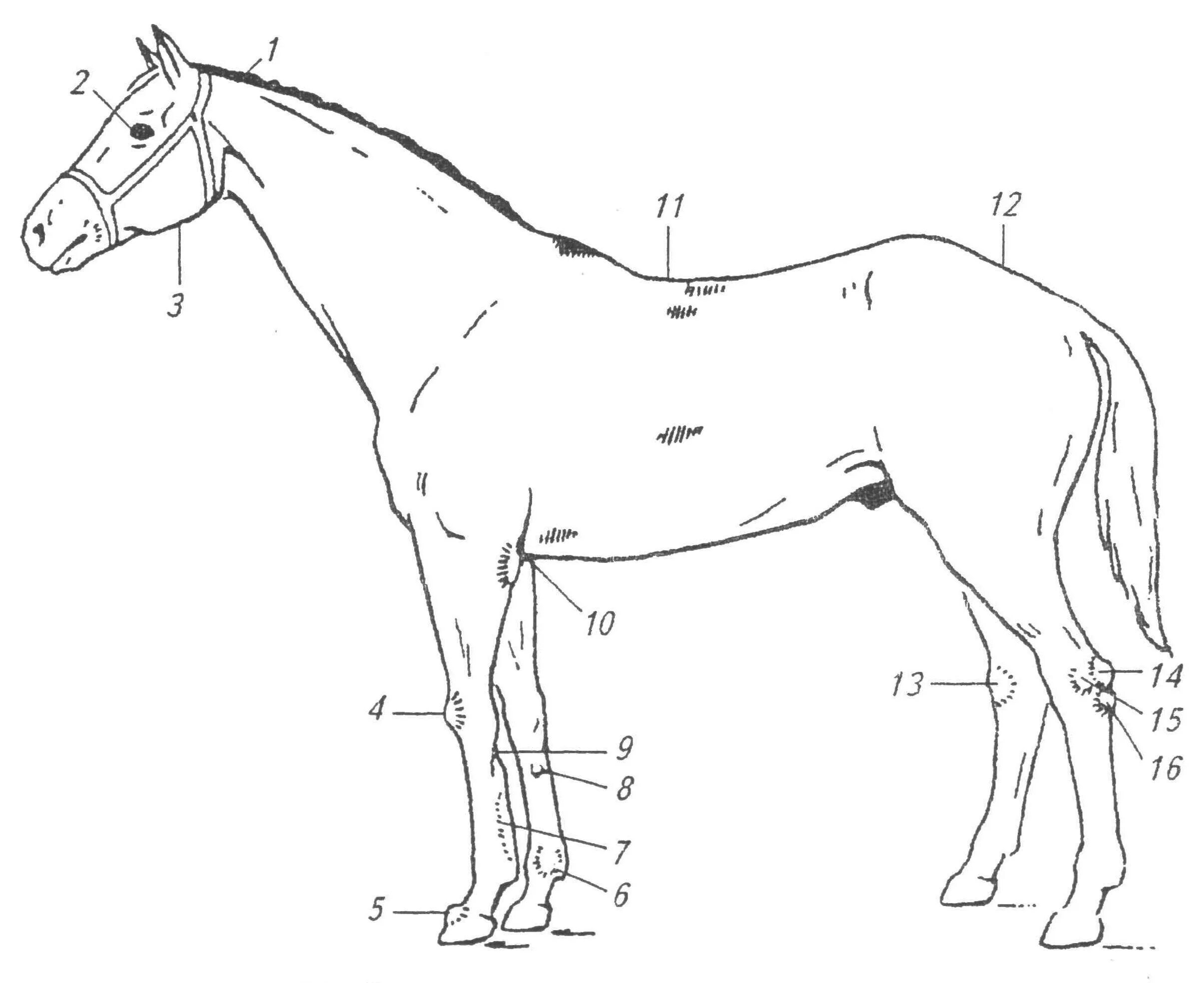 Став лошадка. Пороки и недостатки экстерьера лошади. Строение экстерьера лошади. Части тела лошади. Строение тела лошади.