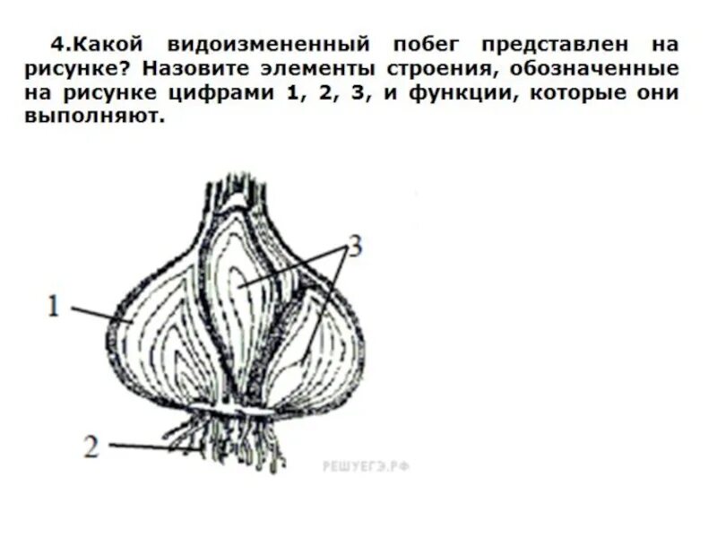 Тест биология видоизменение побегов. Видоизменение побегов луковица строение. Строение видоизмененного побега луковицы. Видоизменения побегов клубень.