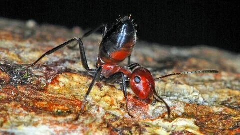 Ant t
