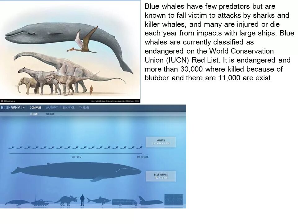 Bao the whale. The whale is having. Синий кит млекопитающее. The whale is having. The whale is having.