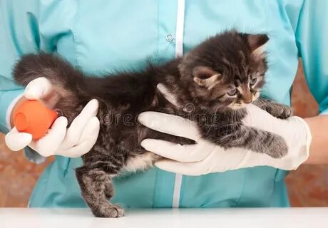 Запор у котенка 1 месяц что делать