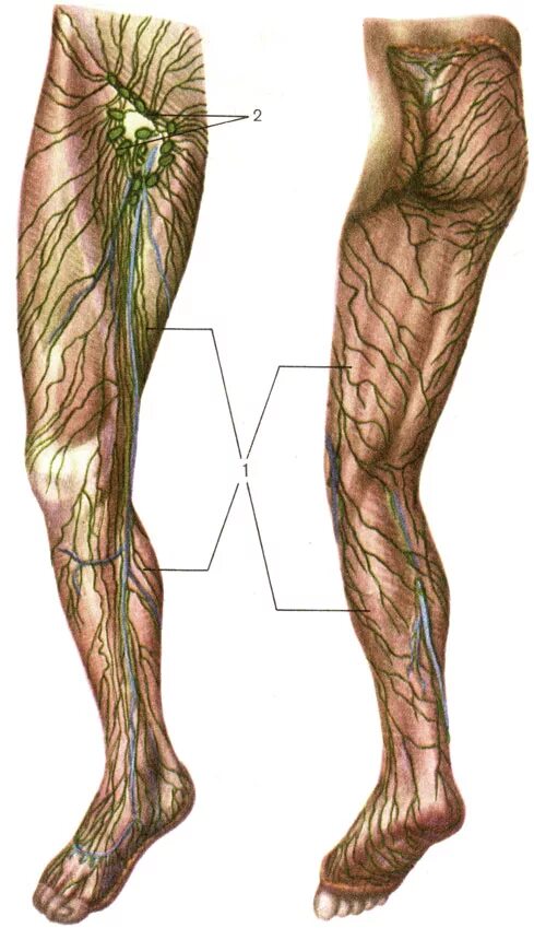 Лимфатические сосуды конечностей. Лимфатическая система голени. Подколенные лимфоузлы расположение. Лимфоузлы нижних конечностей анатомия. Лимфатическая система нижних конечностей.