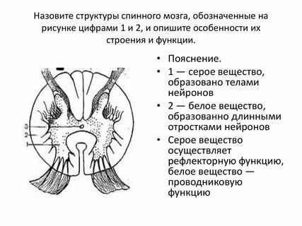 Задние рога серого вещества образованы