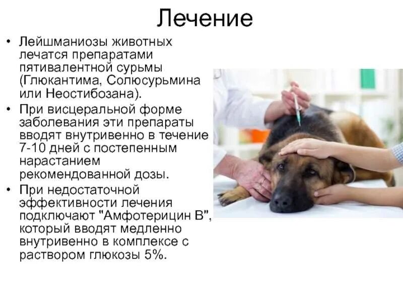 Болезни животных собаки. Инфекционные болезни животных. Заболевания собак болезни. Примеры заболеваний животных