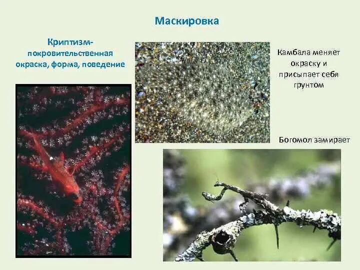 Маскировка примеры адаптации