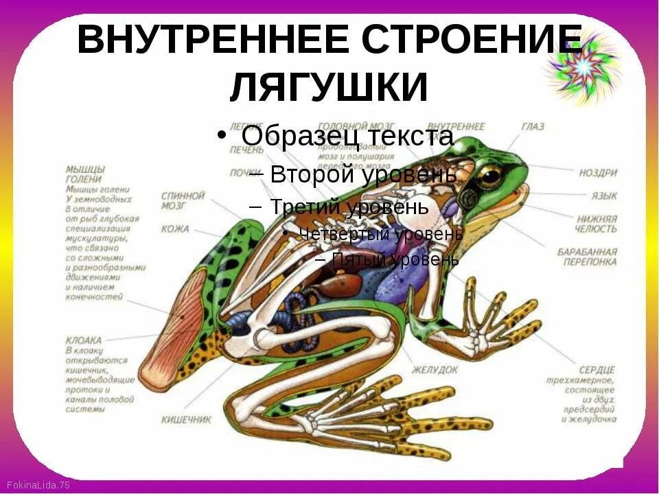 Внутреннее строение земноводных функции. Внутреннее строение земноводного лягушки. Внутреннее строение земноводных функции. Бесхвостые земноводные внешнее строение. Пищеварительная система земноводные 7 класс биология.