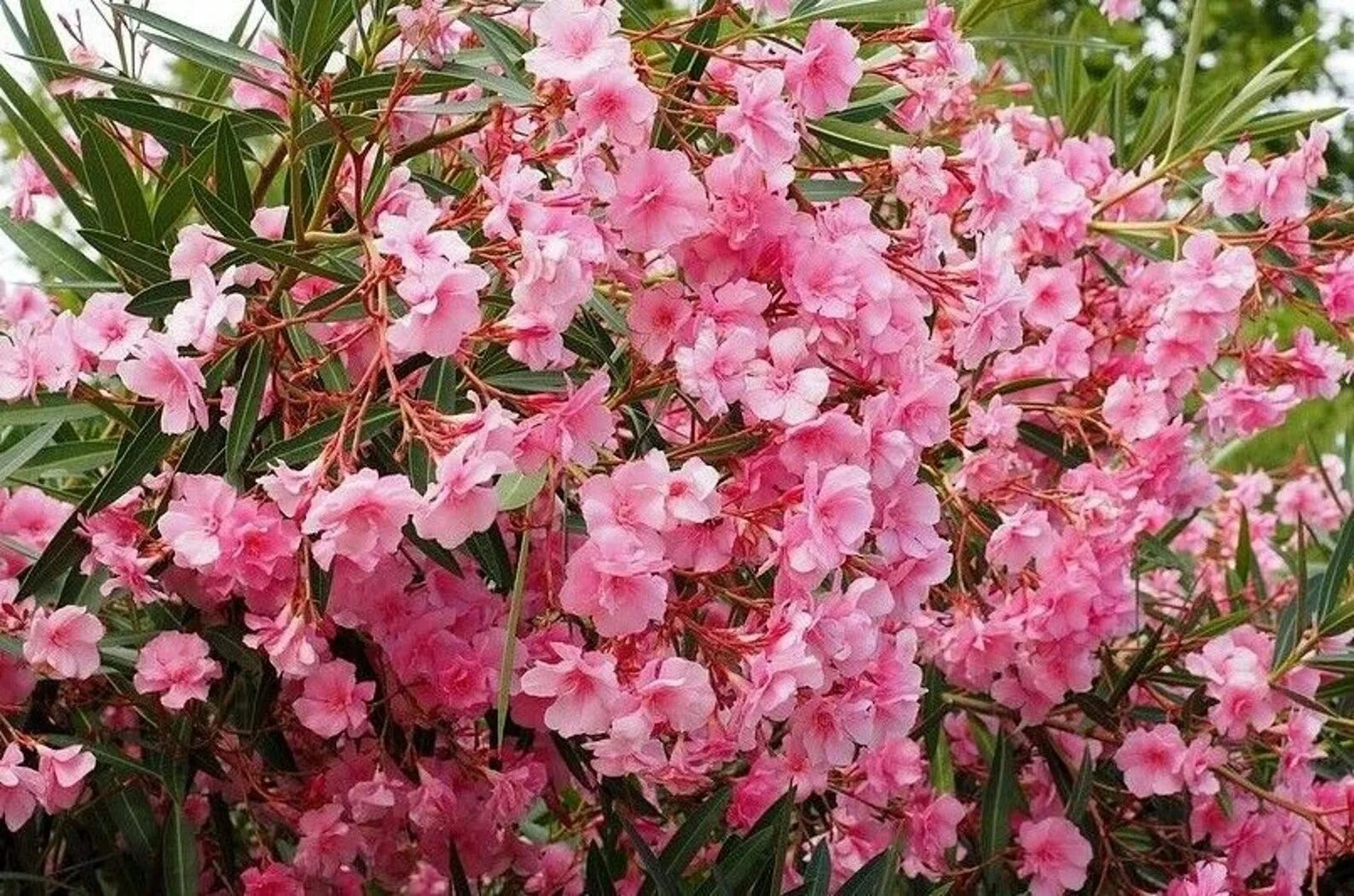 Нериум Олеандр. Олеандр кустарник. Олеандр (Nerium Oleander). Рододендрон Олеандр.