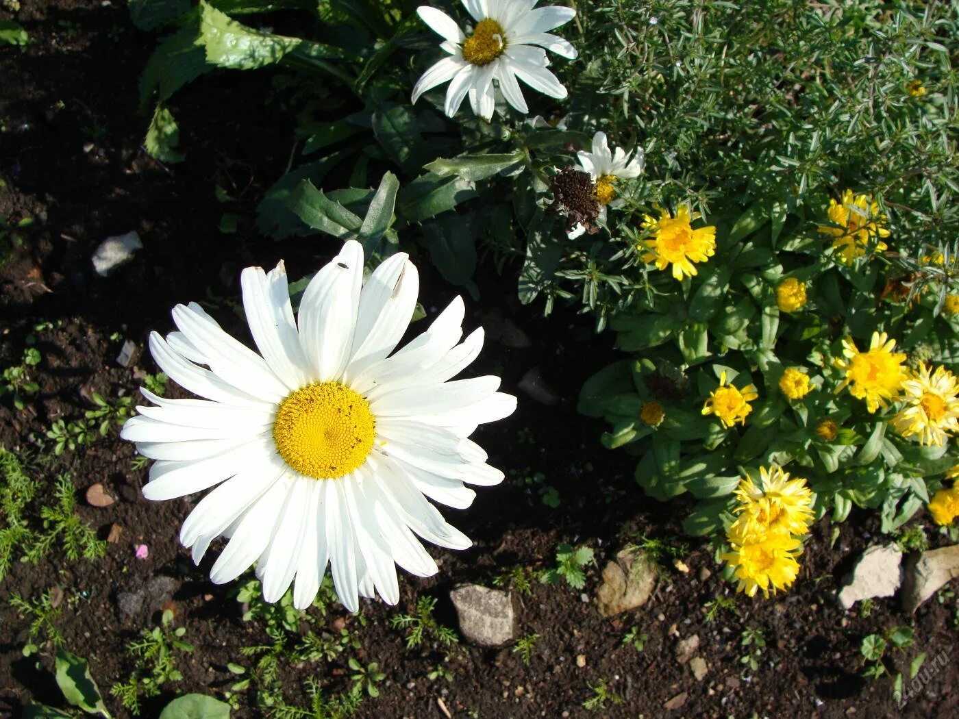 August 2010 Shasta daisies, Planting flowers, Perennials