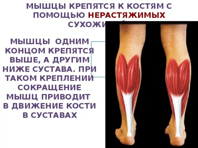 К чему крепятся мышцы. Сухожилие крепится к кости. Крепление мышцы к кости. Мышца крепится с помощью. Мышцы прикрепляются к костям с помощью.