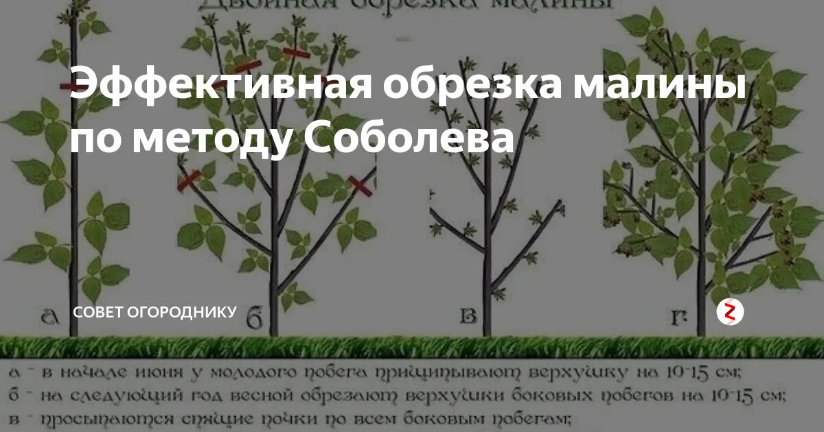 Можно ли обрезать ремонтантную малину весной. Малиновое дерево Таруса формировка. Обрезка малины малиновое дерево. Малина дерево Таруса обрезка. Обрезка малинового дерева.