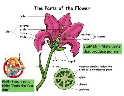 Does the flower