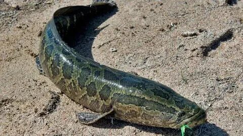 Бодибилдингпен айналысатын әйел жігітті сиқыған