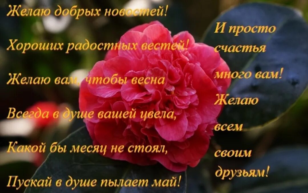 Желаю добра цитаты. Стихи с пожеланием здоровья счастья и добра. пожелание добра в стихах. стихи желаю счастья и добра. простого человеческого счастья поздравление.