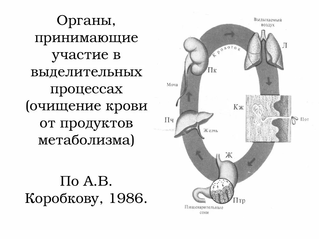 Орган отвечающий за очистку крови. Органы участвующие в выделении конечных продуктов обмена. Органы принимающие участие в выделении продуктов обмена. Какой орган очищает кровь. Органы человека которые участвуют в выделении продуктов обмена.