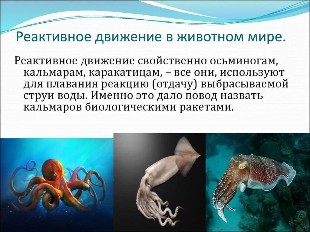 Где используется движение. Реактивное движение. реактивное движение животные. реактивное движение в животном мире. реактивный способ передвижения.