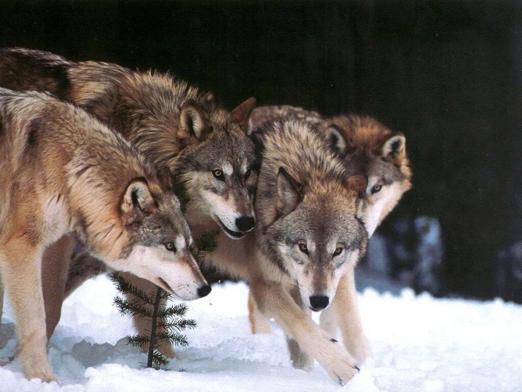 дружелюбный волк. 4 волки видео. волк вожак стаи. 4 волки видео. 4 волки видео.
