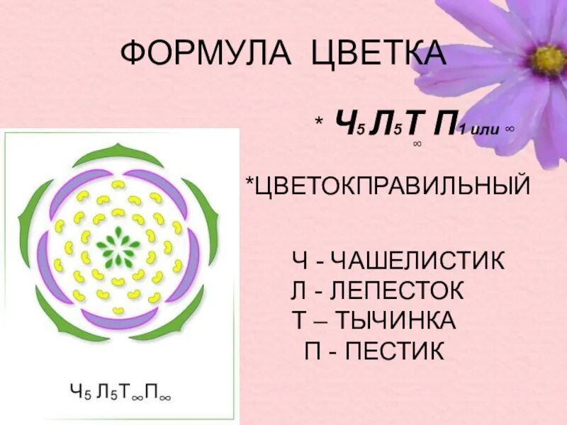 Ч5л5т бесконечность п бесконечность к какому. Формула цветка ч5л5т5п1 соответствует. Формула цветка семейства розоцветных. Семейство Розоцветные формула цветка. Ч 5 Л 5 т5п1 формула цветка.