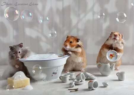 Хомяк комбинация дня