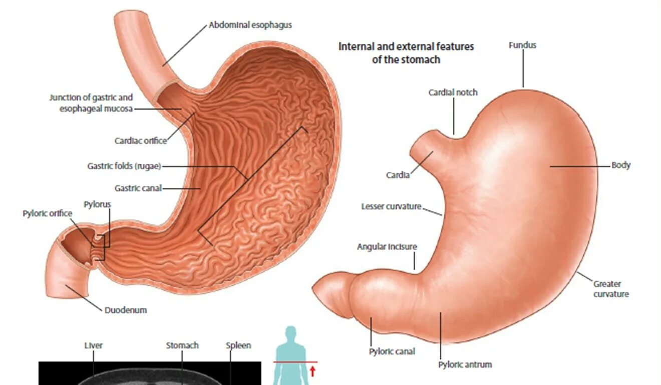 Antrum анатомия желудка. Строение желудка кратко