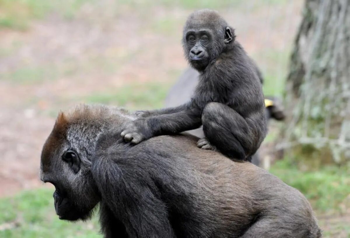 Забавный шимпанзе как правильно. Детеныш обезьяны. Детеныш шимпанзе. Детеныш гориллы. Обезьяна с детенышем на спине.