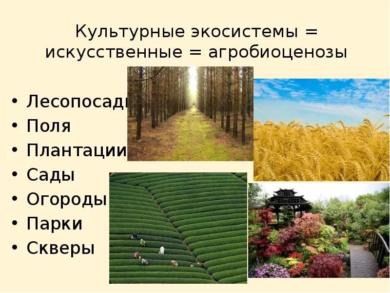 Искусственные сообщества 5 класс сообщение. Искуственные экосистема. искусственные экологические системы. культурные (искусственные) экосистемы. искусственное эко.