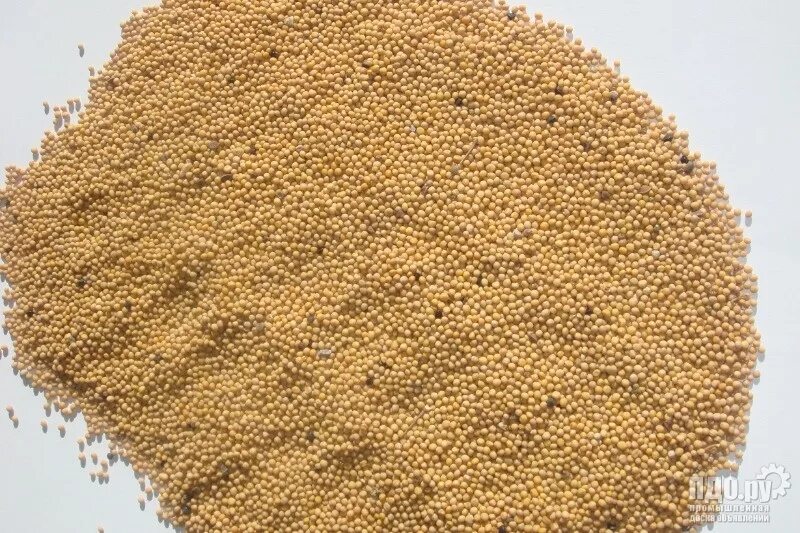 Горчица белая желтая. Семена горчицы рапсодия белая сидерат. Горчица семена сидерат. Горчица белая желтая. Горчица белая желтая.