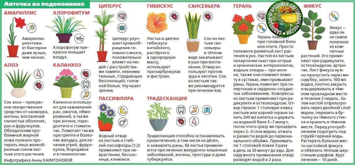 Растения доноры. Полезные комнатные растения. Памятка о комнатных растениях. Комнатные цветы рекомендации. Интересные факты о комнатных растениях.