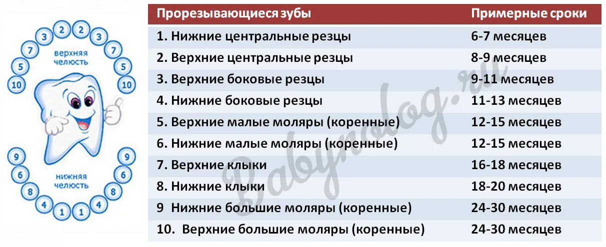 Схема прорезывания зубов у детей до 2 лет. Поочередность прорезывания зубов у детей схема. Зубы у детей схема прорезывания до года. Схема роста зубов у детей до 2 лет. В каком возрасте растут зубы у детей