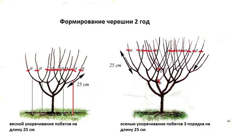 Обрезка черешни кустом схема. Весенняя обрезка черешни схема. Обрезка вишни и черешни весной. Схема обрезки черешни летом.