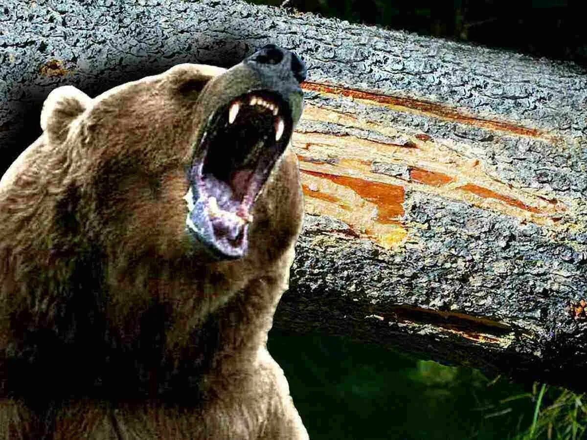 оскал медведя. Cabela's dangerous hunts 2013. вервольф волк оборотень. ярость фенрира. питбуль опасная собака.