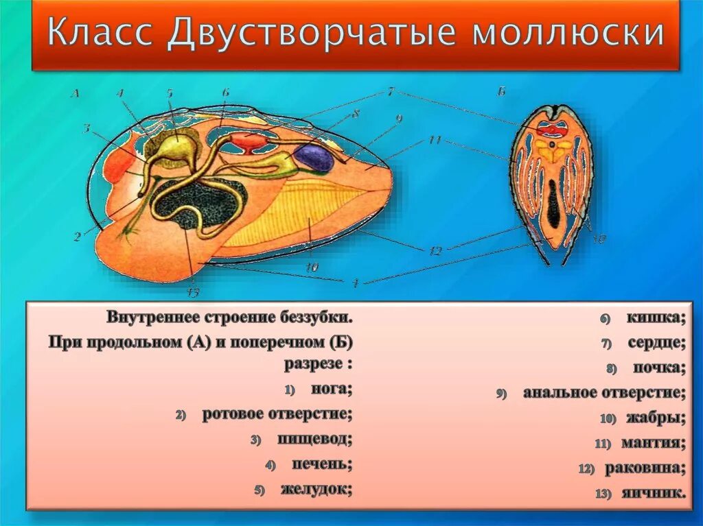 Внешнее и внутреннее строение беззубки. Класс двустворчатые внутреннее строение. класс двустворчатые беззубка. строение двустворчатых моллюсков. внутреннее строение беззубки биология 7 класс.