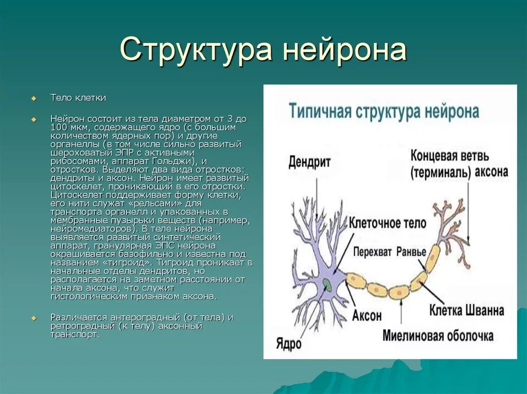 Вспомогательные нервные клетки. Схема строения нейрона. Основные части нейрона и их функции. 1. Укажите основные части нейрона и их функции:. Строение нервной клетки нейрона.